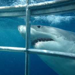 Everything_but_Flowers_Great Whites Tour Child, SA