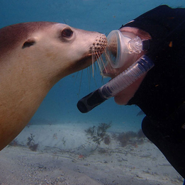 Everything_but_Flowers_Adult Swim With Sealions, SA